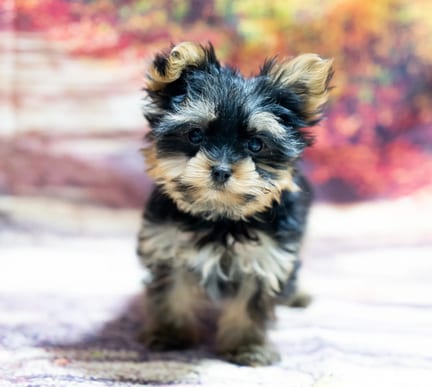 Yorkshire Terrier puppy named Socks
