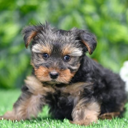 Yorkshire Terrier puppy named Graham