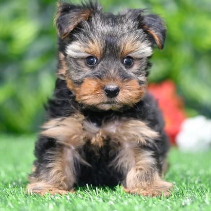 Yorkshire Terrier puppy named Graham