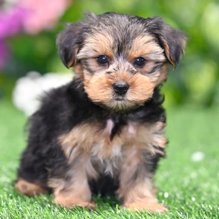 Yorkshire Terrier puppy named Wesley
