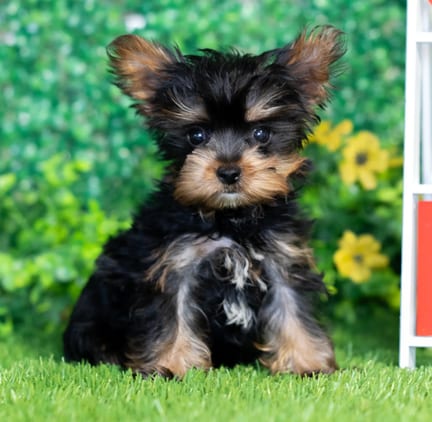 Yorkshire Terrier puppy named Nash