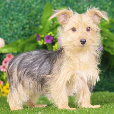 Yorkshire Terrier puppy named Chewy