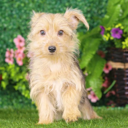 Yorkshire Terrier puppy named Chewy
