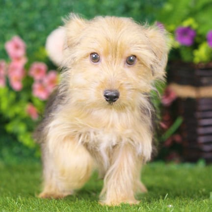 Yorkshire Terrier puppy named Chewy