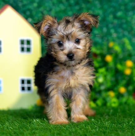 Yorkshire Terrier puppy named Silas