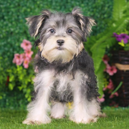 Yorkshire Terrier puppy named William