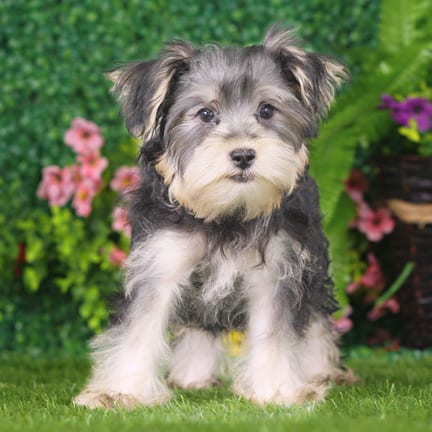 Yorkshire Terrier puppy named William