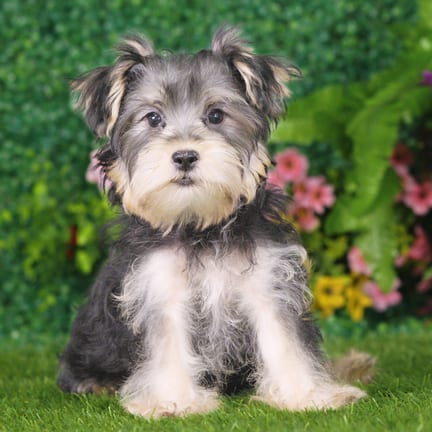 Yorkshire Terrier puppy named William