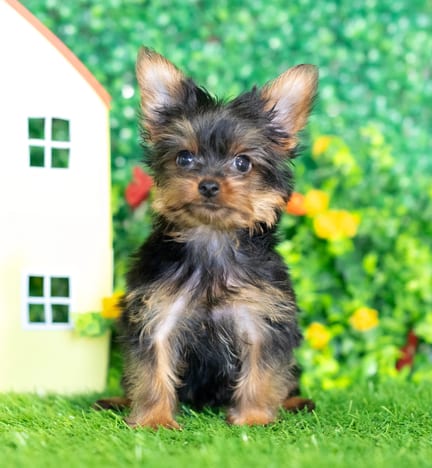Yorkshire Terrier puppy named Sparky