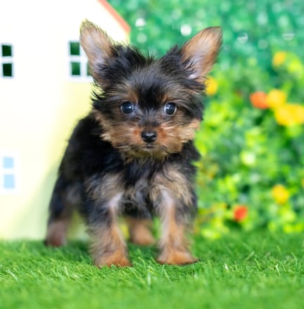 Yorkshire Terrier puppy named Sparky