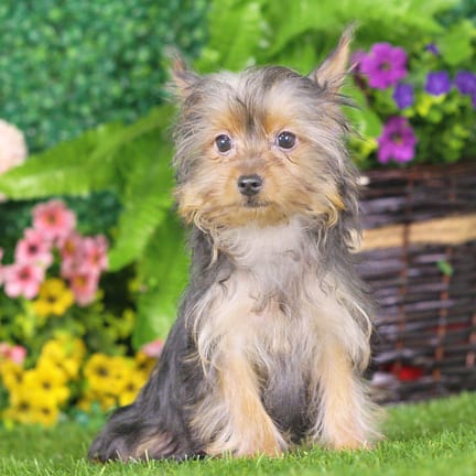 Yorkshire Terrier puppy named Kayla