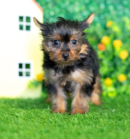 Yorkshire Terrier puppy named Kayla