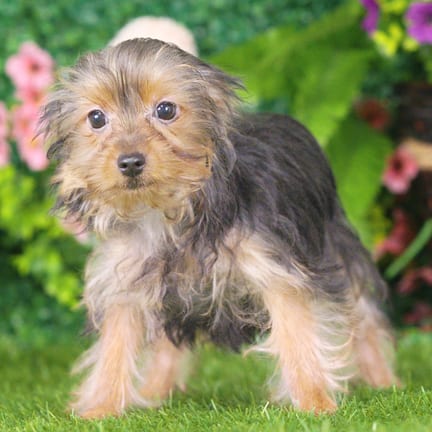 Yorkshire Terrier puppy named Kayla