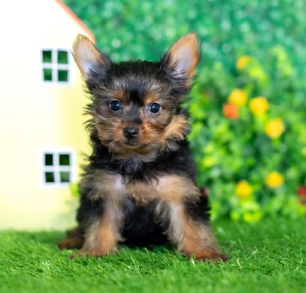 Yorkshire Terrier puppy named Kayla