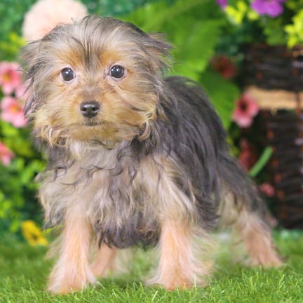 Yorkshire Terrier puppy named Kayla