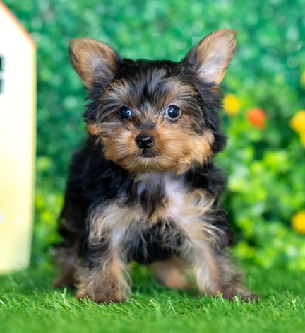 Yorkshire Terrier puppy named Lacey