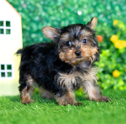 Yorkshire Terrier puppy named Lacey
