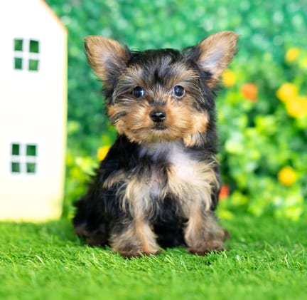 Yorkshire Terrier puppy named Lacey