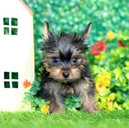Yorkshire Terrier puppy named Abigail