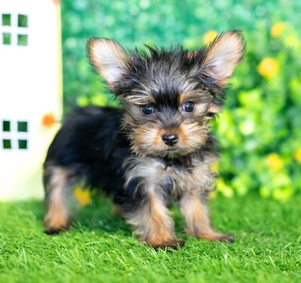Yorkshire Terrier puppy named Abigail