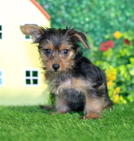 Yorkshire Terrier puppy named Scrappy