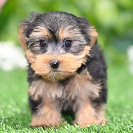 Yorkshire Terrier puppy named Gilbert