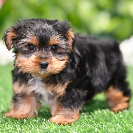 Yorkshire Terrier puppy named Samantha