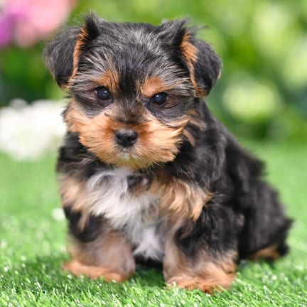Yorkshire Terrier puppy named Samantha