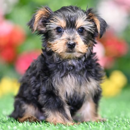 Yorkshire Terrier puppy named Gus
