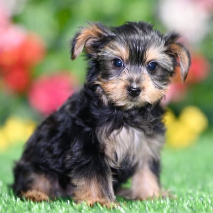 Yorkshire Terrier puppy named Gus