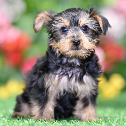 Yorkshire Terrier puppy named Cedric