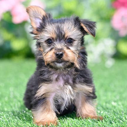Yorkshire Terrier puppy named Rip