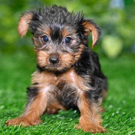Yorkshire Terrier puppy named Betsy