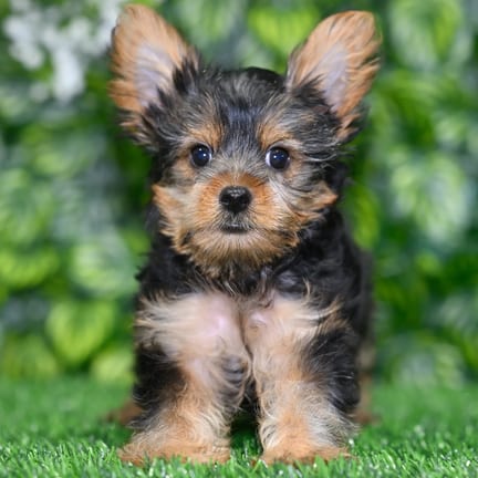 Yorkshire Terrier puppy named Jonas