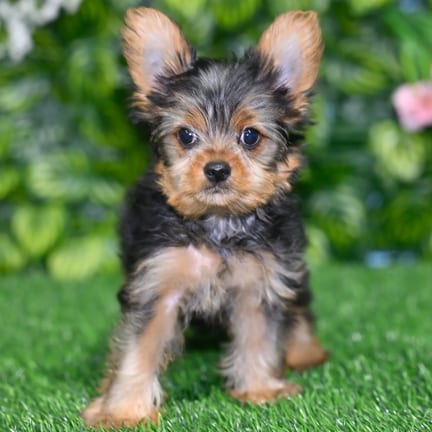 Yorkshire Terrier puppy named Ricky