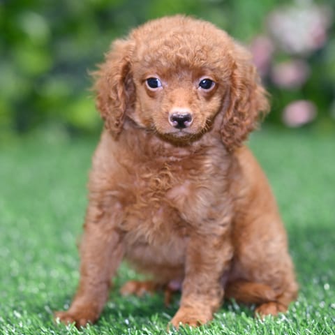 f1b teacup goldendoodle price