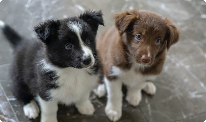 The Blue Sky Puppies team with puppies in the store