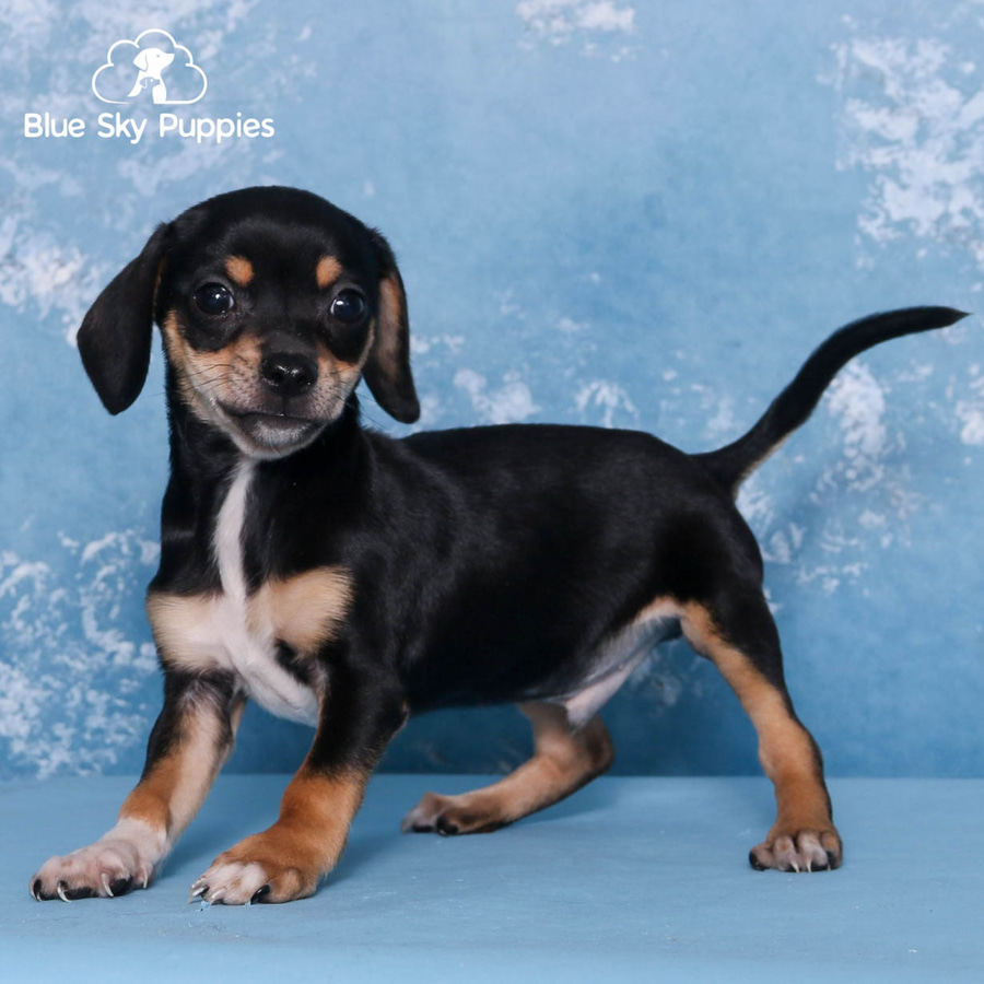 Dachshund Chiweenie Yorkie Mix Puppies Dotson Chihuahua Mix