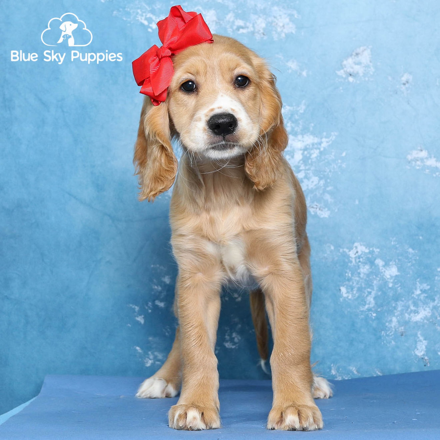 Emma - Mini Golden Retriever (F1) Puppy Adopted in Orlando FL, puppy ID  #20851452 | Blue Sky Puppies, image size:900x900