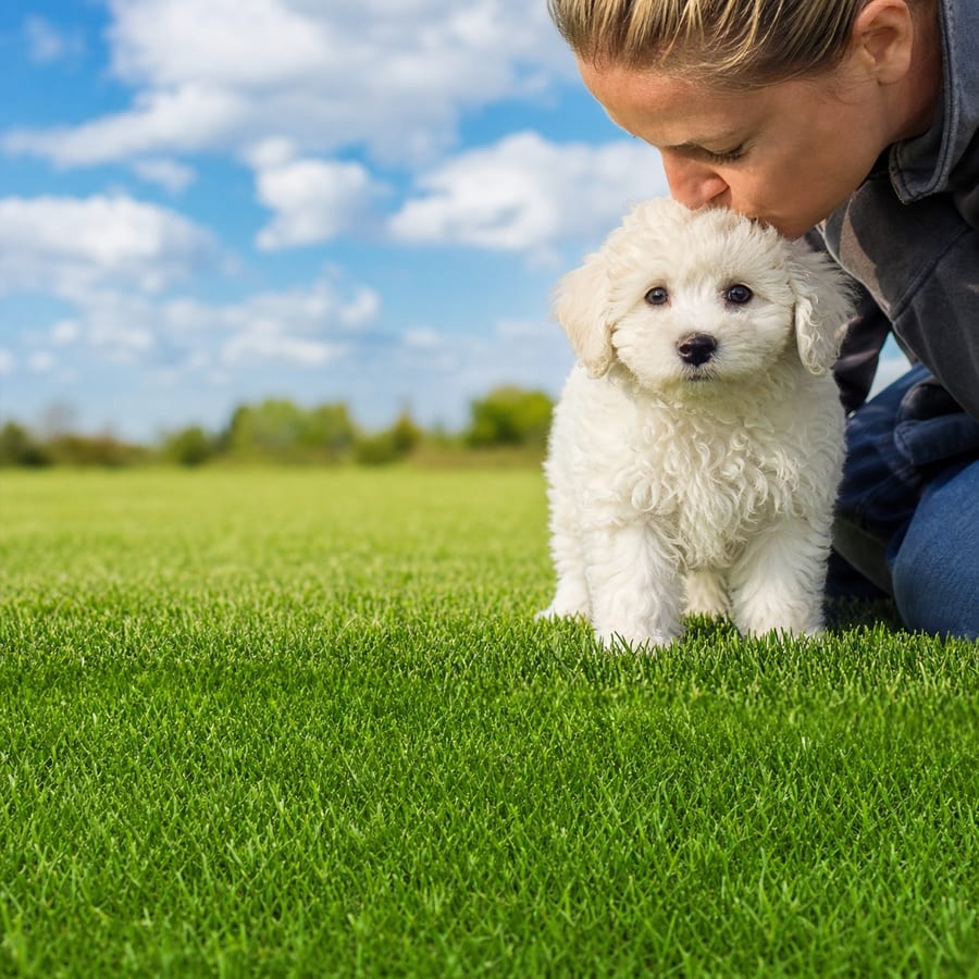 Bichon Frise puppy standing on grass, a person kissing the top of its head, at Blue Sky Puppies