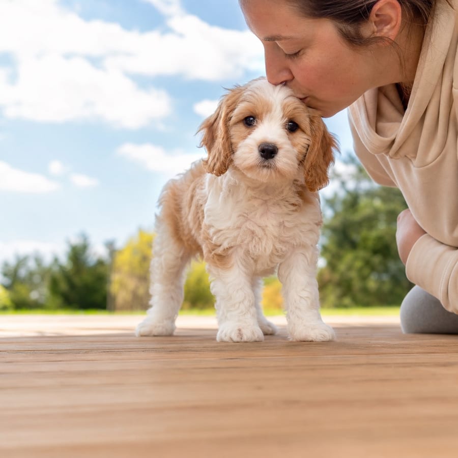 Cavamalt puppy standing on grass, a person kissing the top of its head, at Blue Sky Puppies