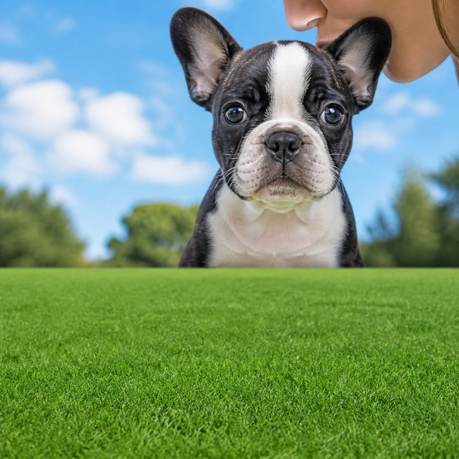 Frenchton puppy standing on grass, a person kissing the top of its head, at Blue Sky Puppies