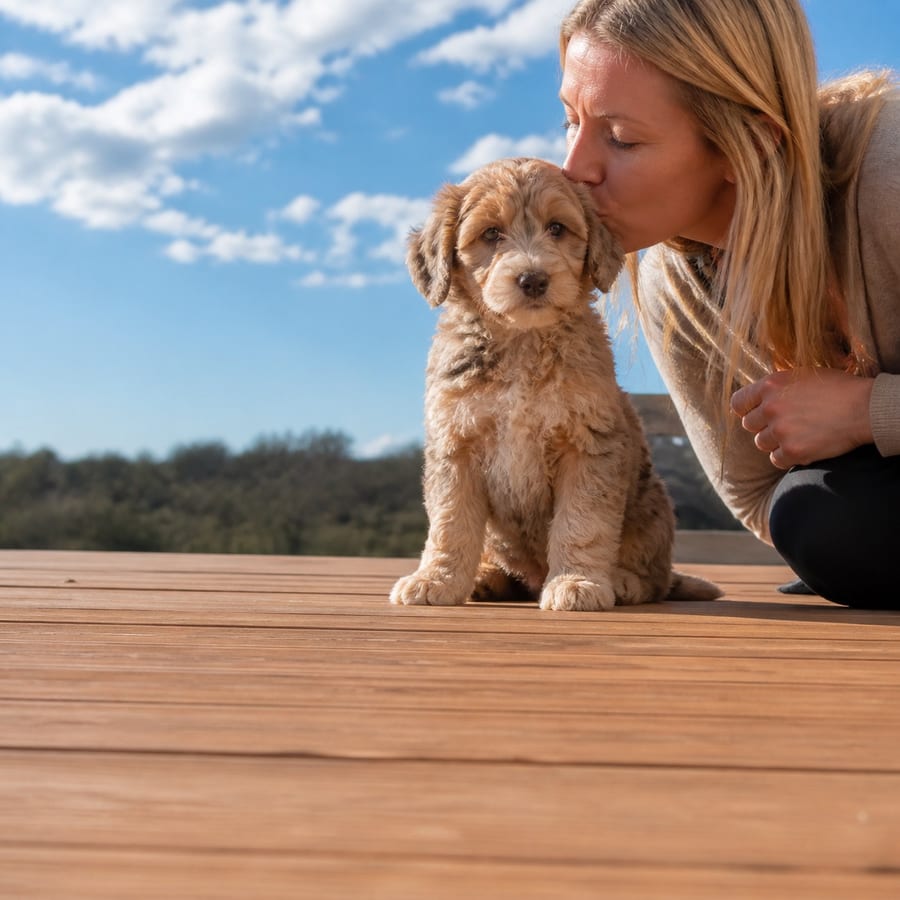 Mini Golden Aussiepoo puppy standing on grass, a person kissing the top of its head, at Blue Sky Puppies