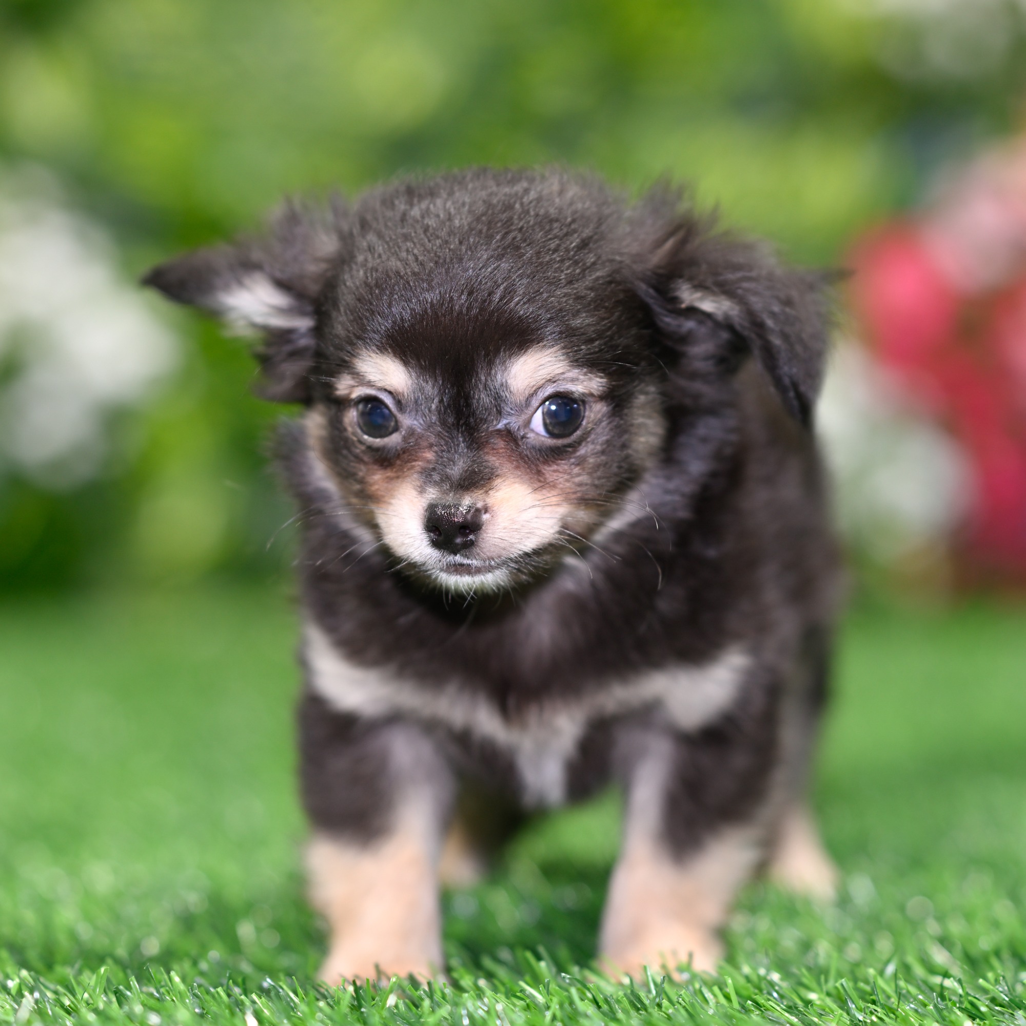 Chips - Chihuahua Puppy Adopted in Orlando FL, puppy ID #07431315
