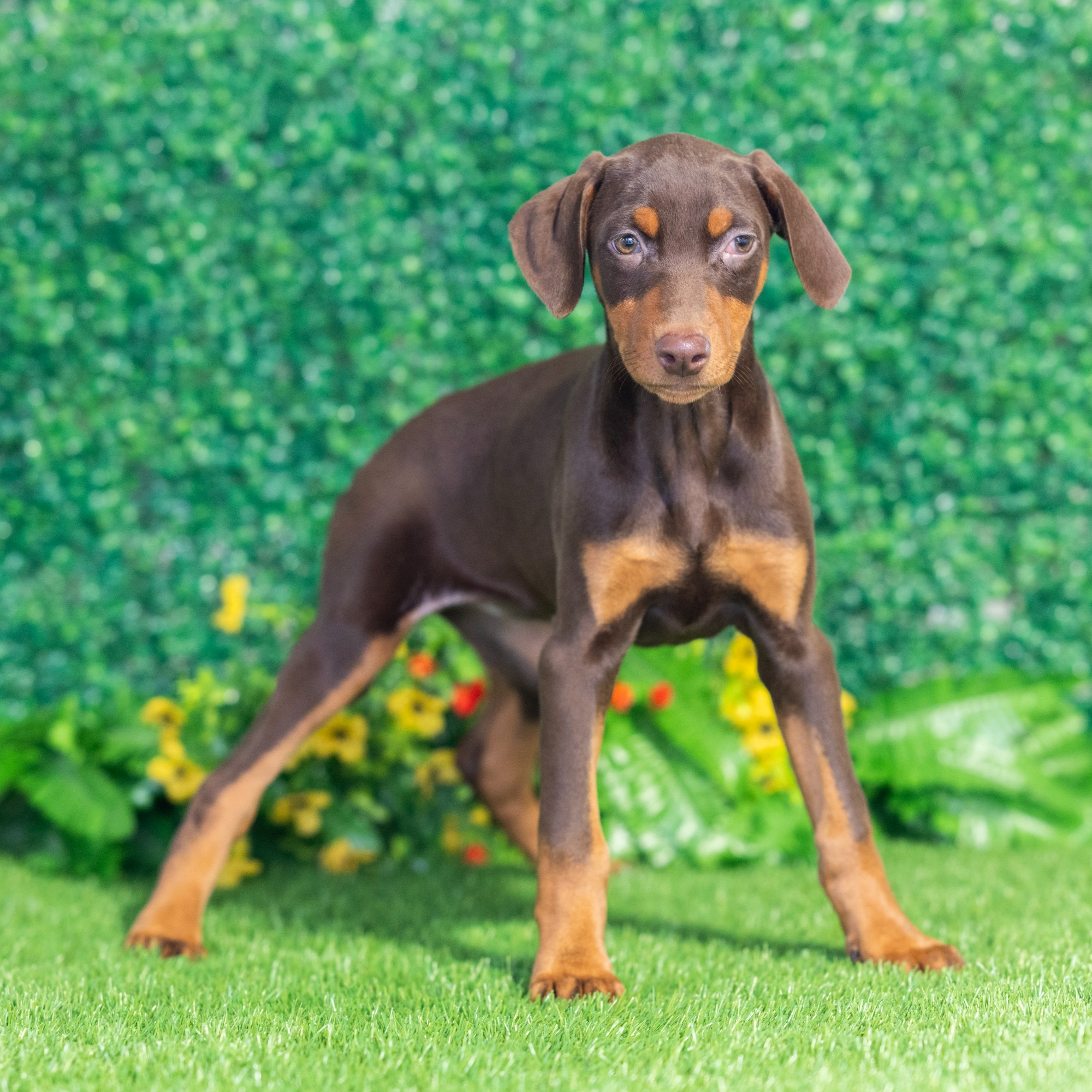 Pearl - Doberman Pinscher Puppy Adopted in Nashville TN, puppy ID